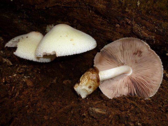 Volvariella bombycina, Wolliger Scheidling